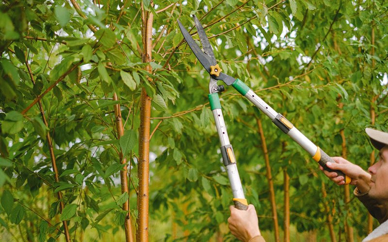 Tree trimming in Suisun City, CA